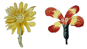 Herbier Édouard Tièche Bévilard 4